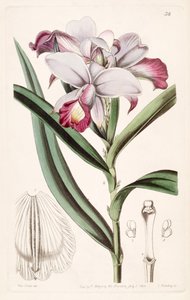 Arundina graminifolia by Miss Drake